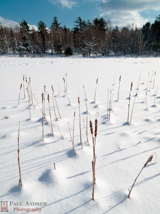 Cattails, Acadia National Park